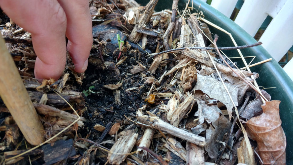 choix-terreau-pot-fleur-potager-balcon