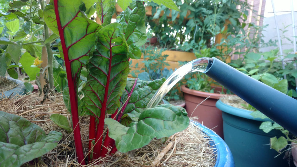 Arroser ses plantes en pots l'été