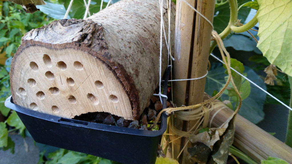 buche-hotel-insectes-abeille-potager-urbain