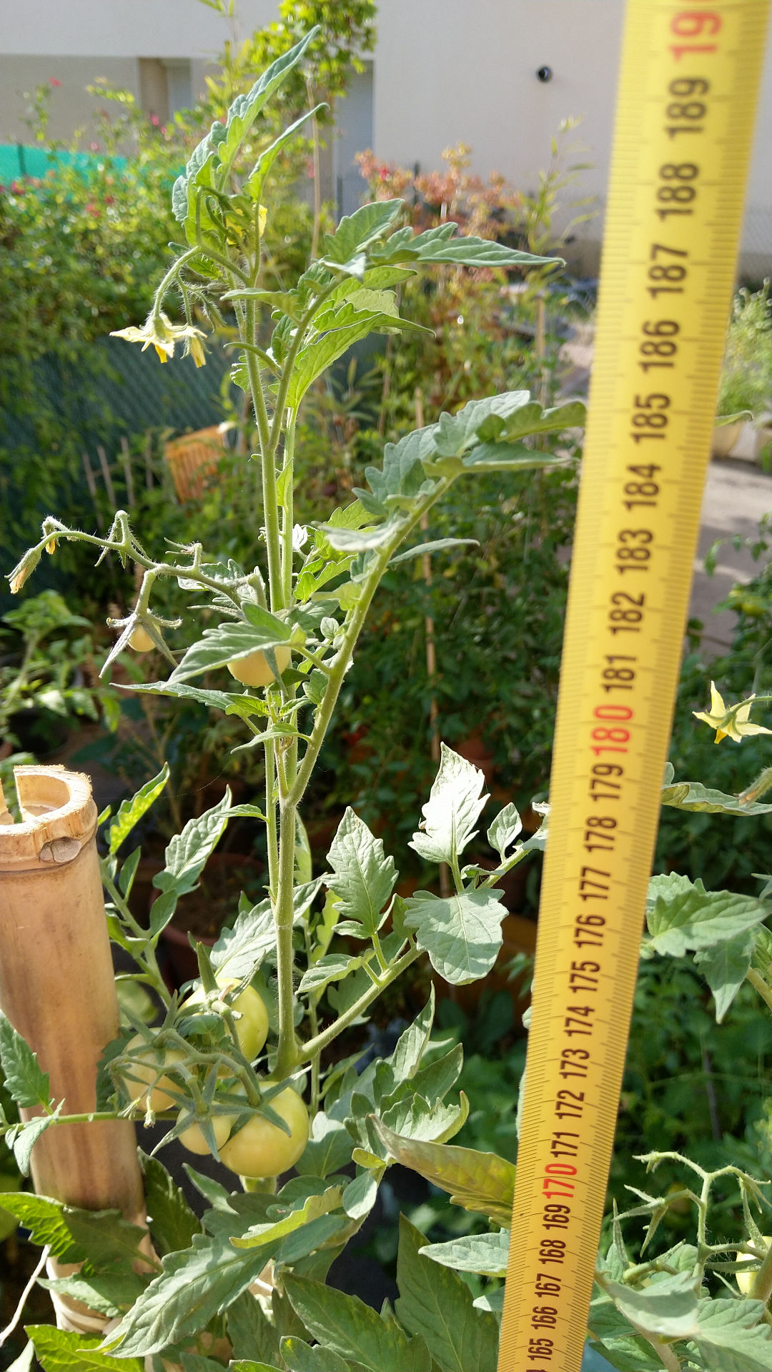 tomate-geante-pot-fleurs-permaculture