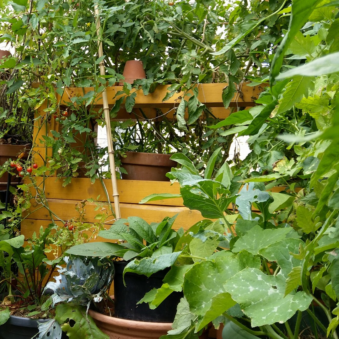 terrasse-balcon-potager-bio-vivant-carré