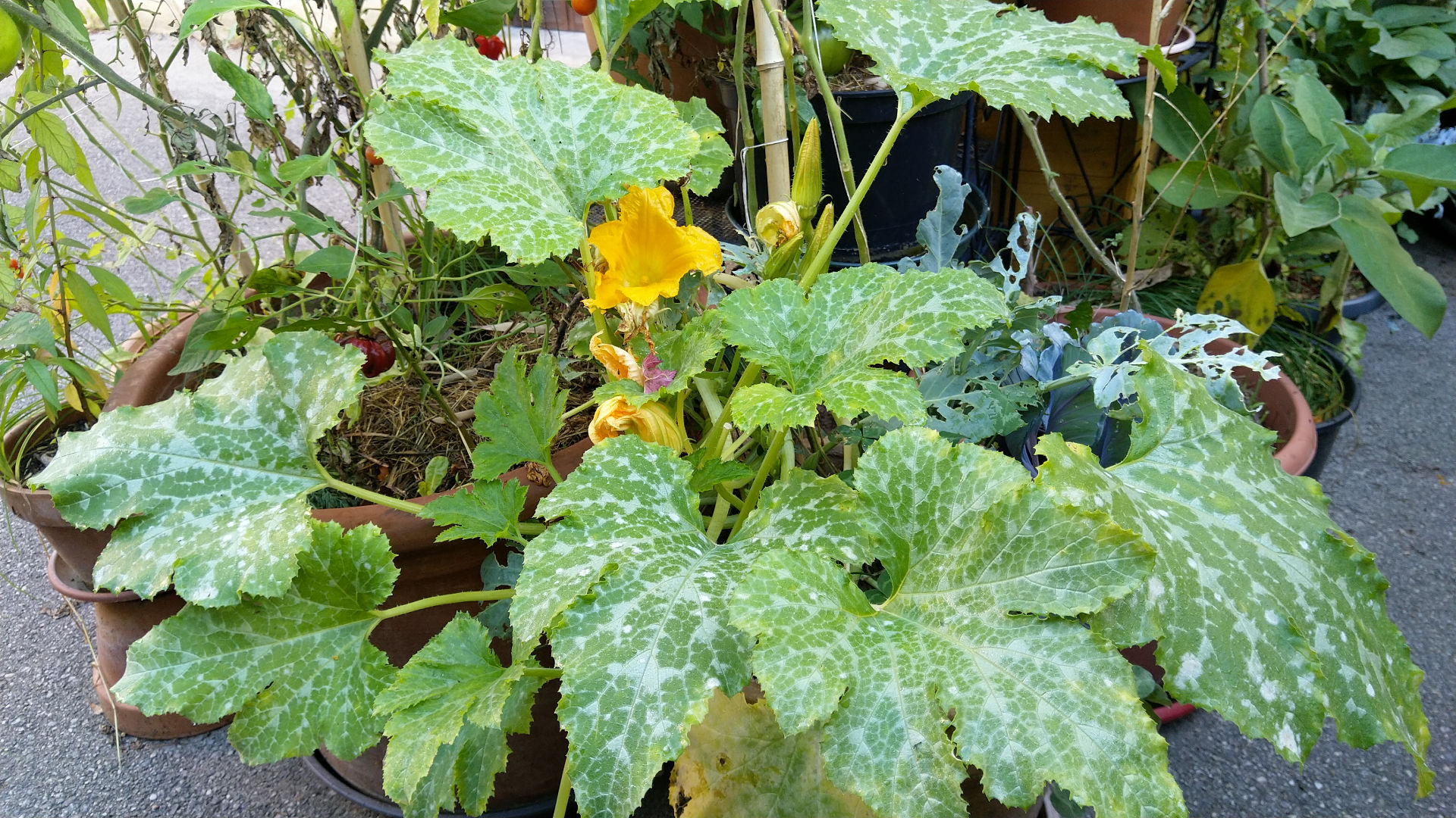 courgette-tardive-potager-pot-fleurs