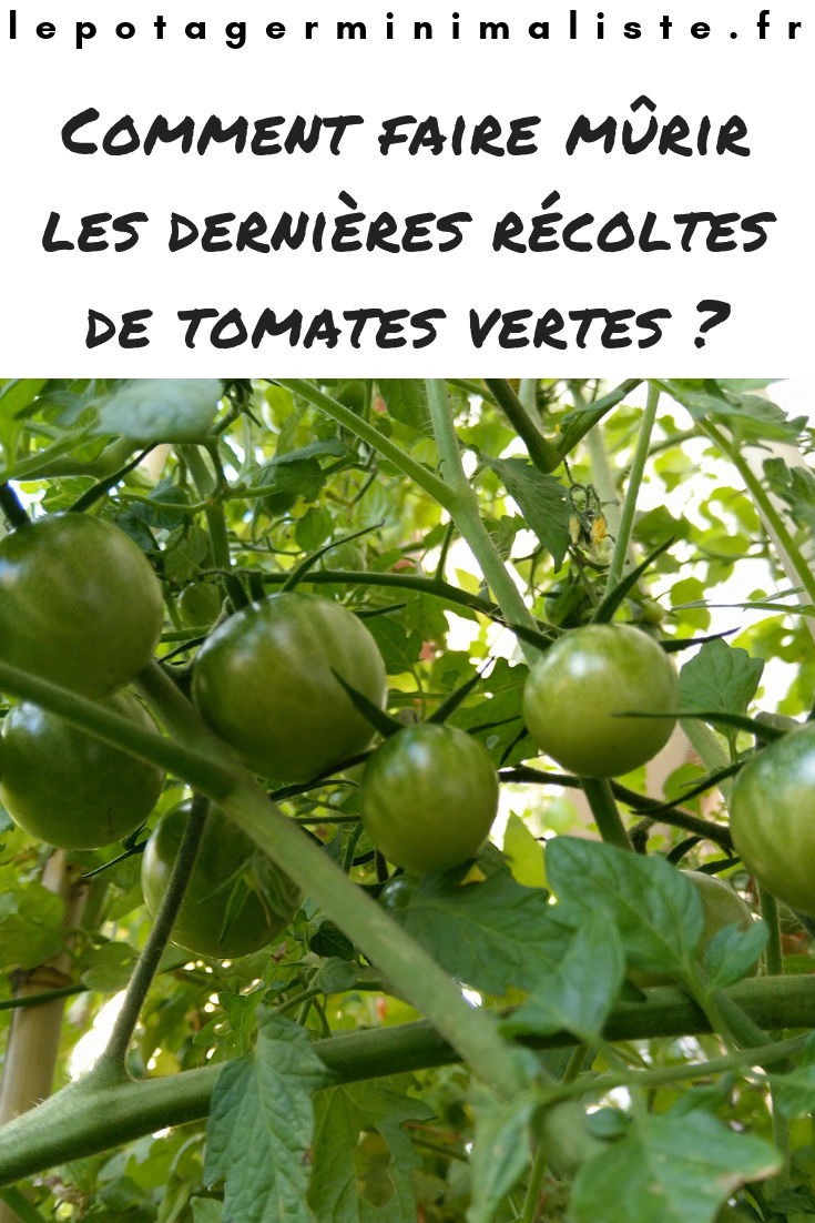 tomate-verte-potager-pot-fleurs-pinterest