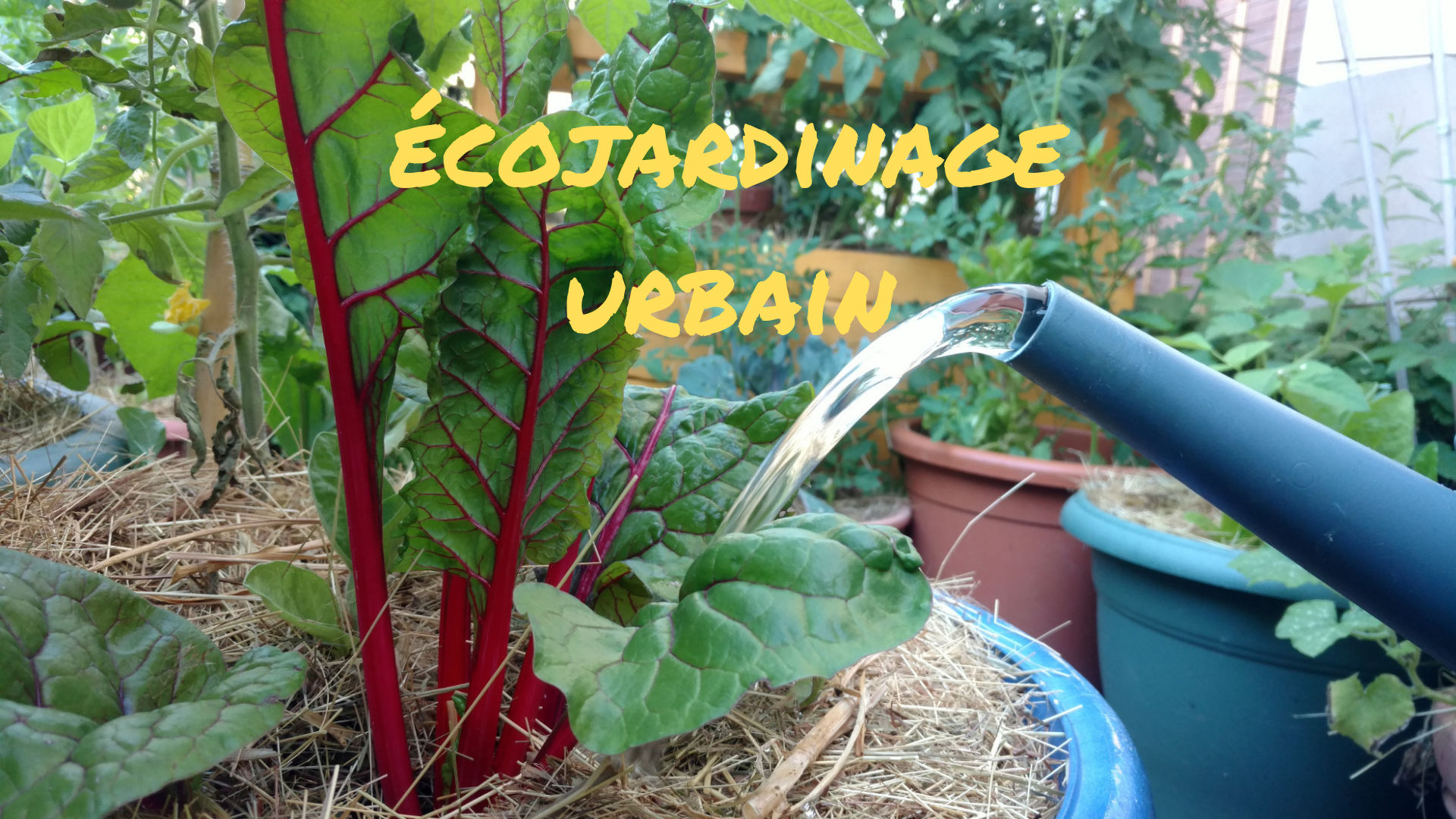 ecojardinage-urbain-permaculture-potager-terrasse