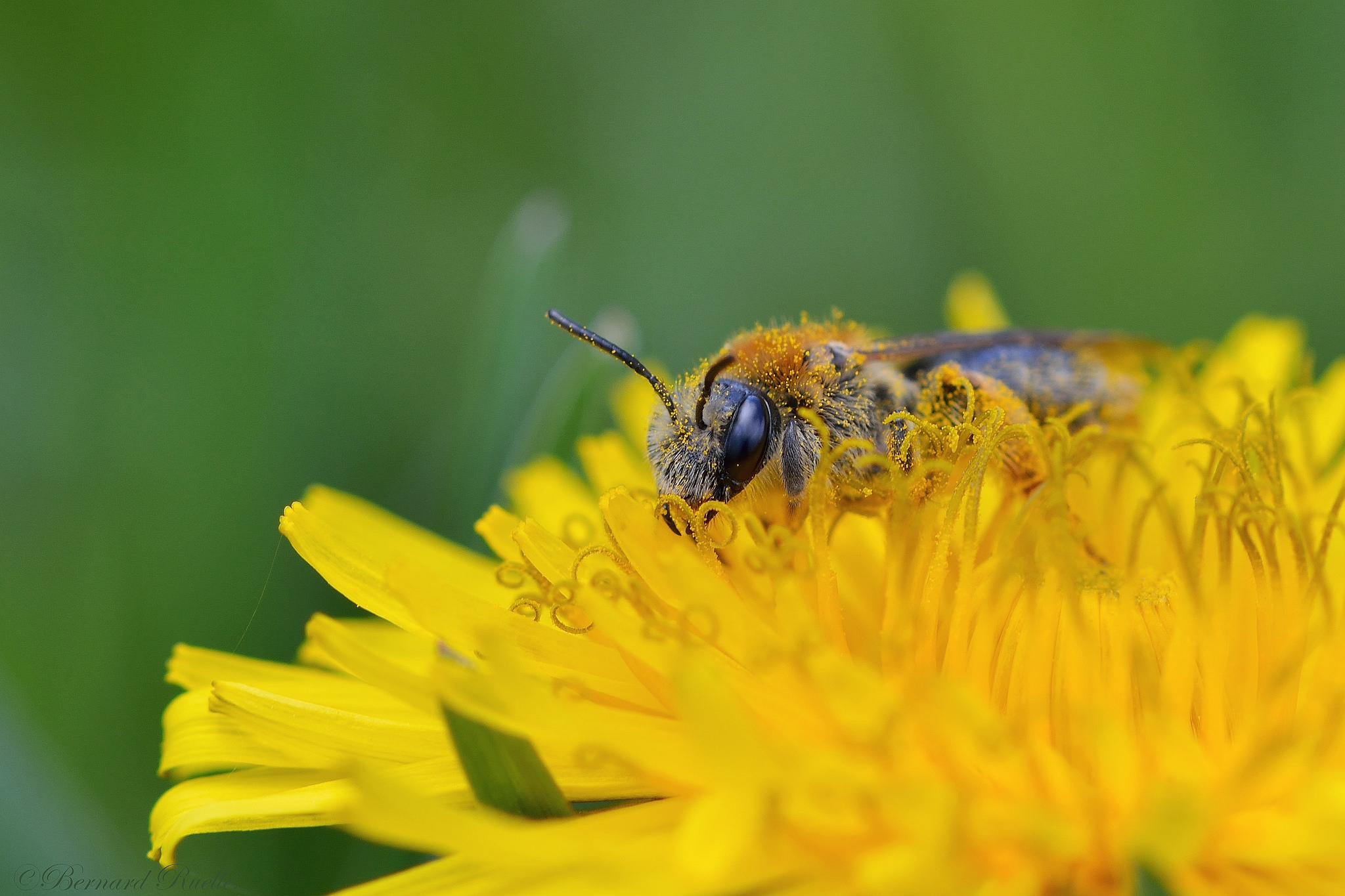 abeille-solitaire-pissenlit-permaculture-urbaine