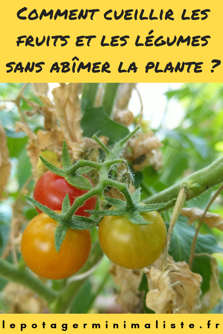 comment-bien-cueillir-tomate-permaculture-pinterest