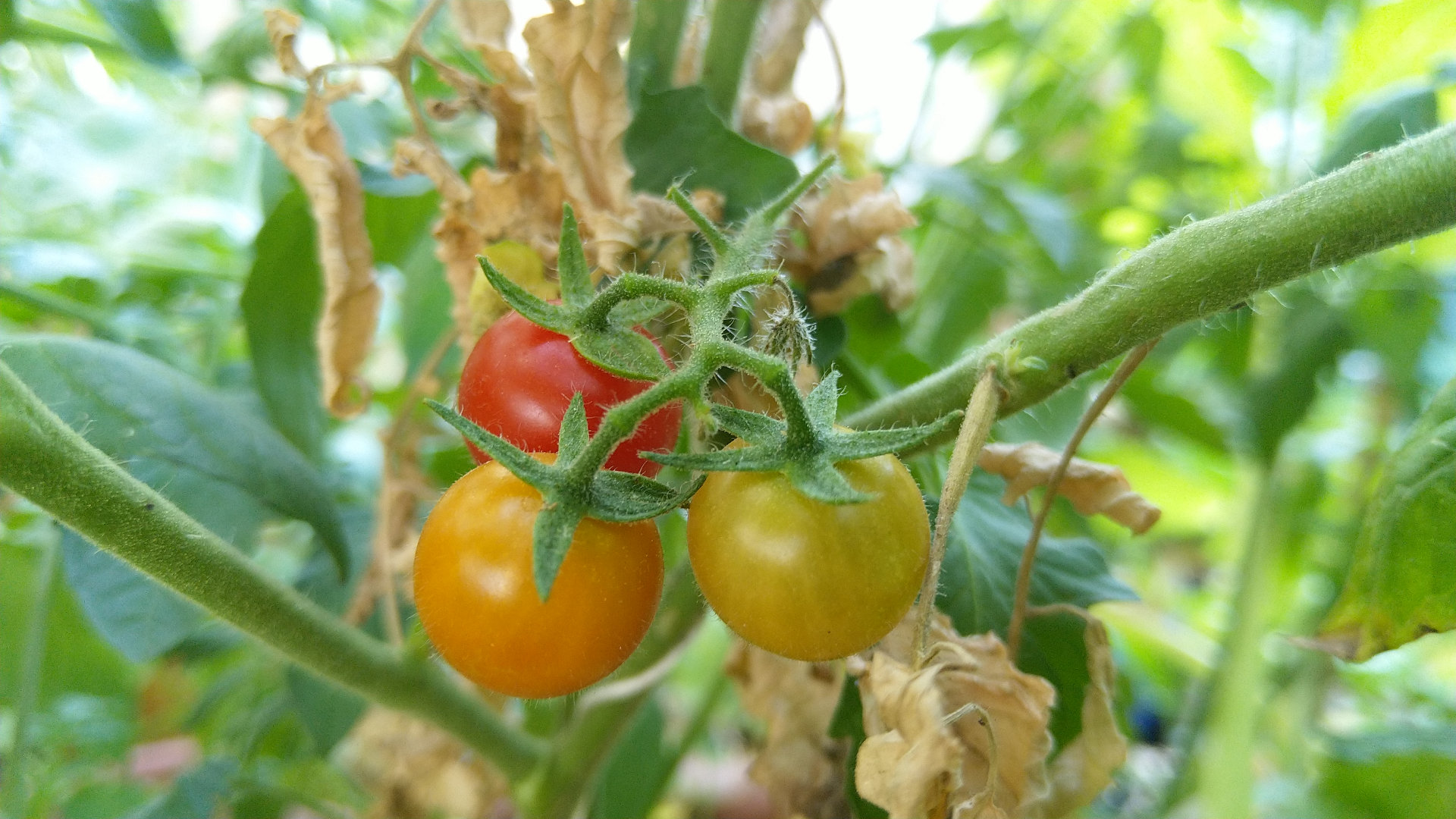 Comment cueillir les fruits et les légumes sans abîmer la plante ? (#tomate)