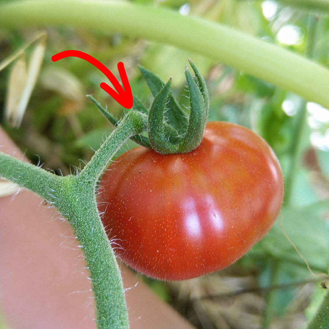 cueillir-tomate-permaculture-jardinage-potager