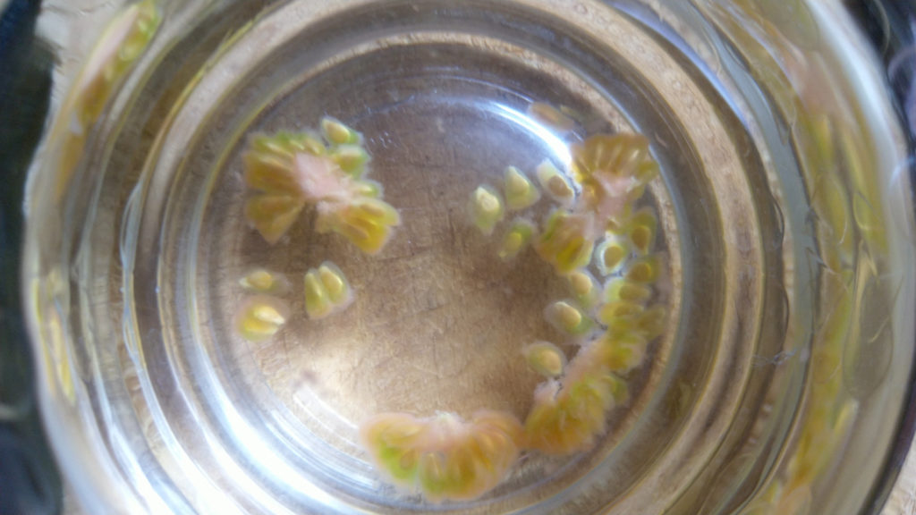 recolte-graine-tomate-verre-eau