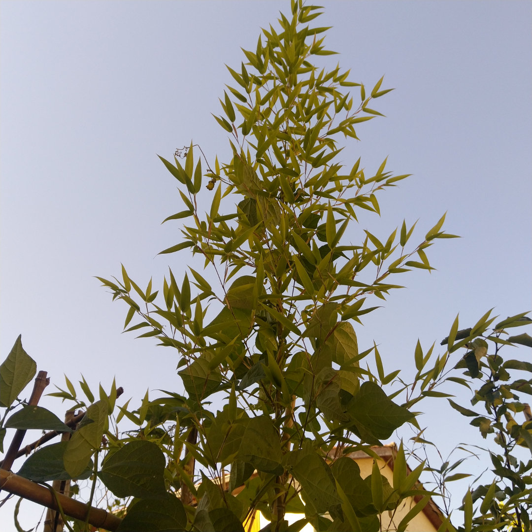 bambou-pot-fleurs-ombre-balcon