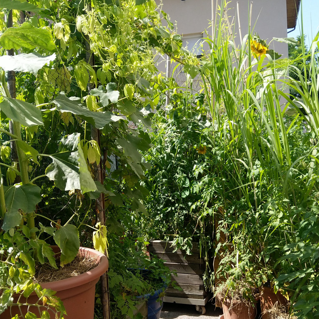 jungle-urbaine-comestible-balcon-terrasse