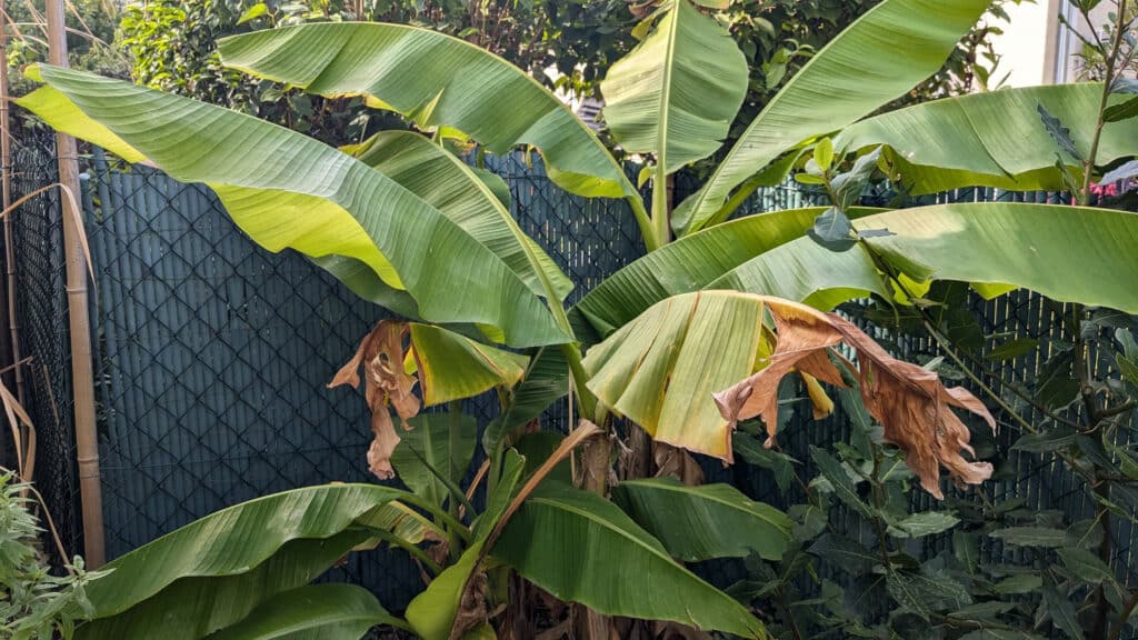 bananier-plante-intérieur-balcon-été