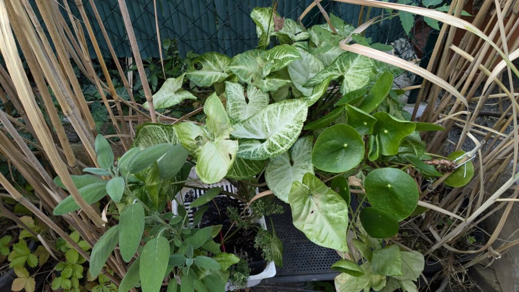 pothos-plante-intérieur-balcon-été