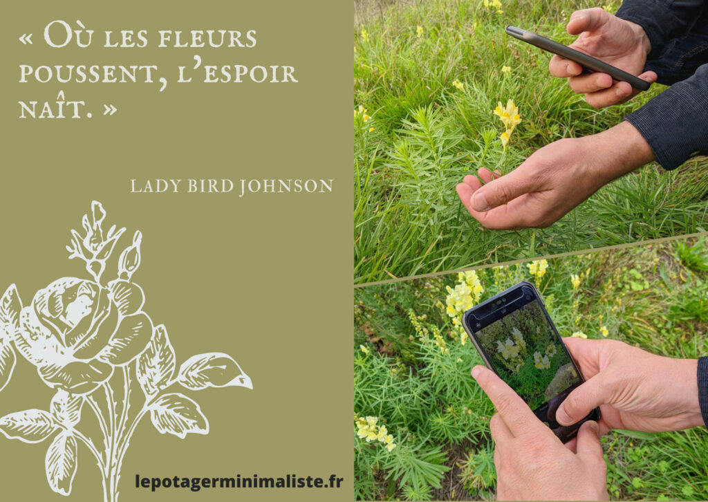 lady-bird-johnson-fleurs-espoir