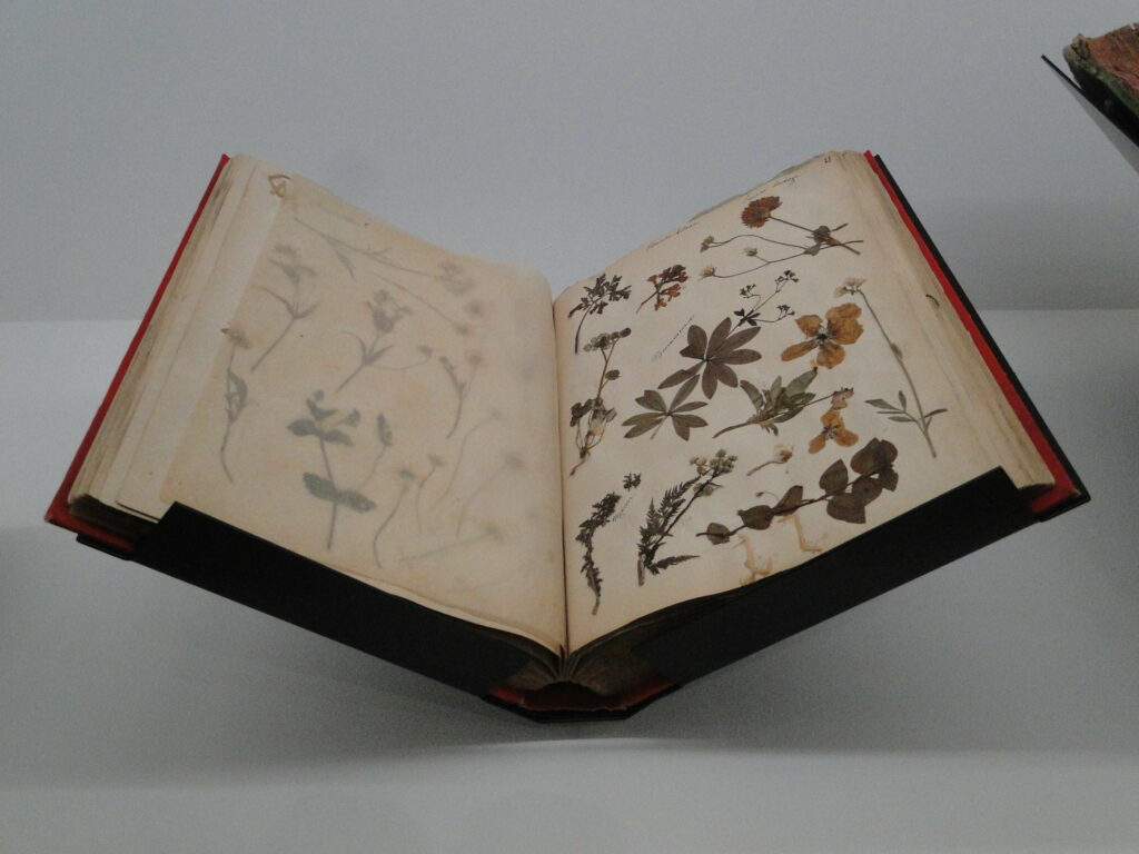 pro-botanique-fabriquer-herbier