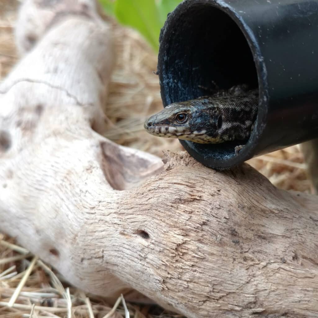 lezard-arrosoir-paillage-biodiversite