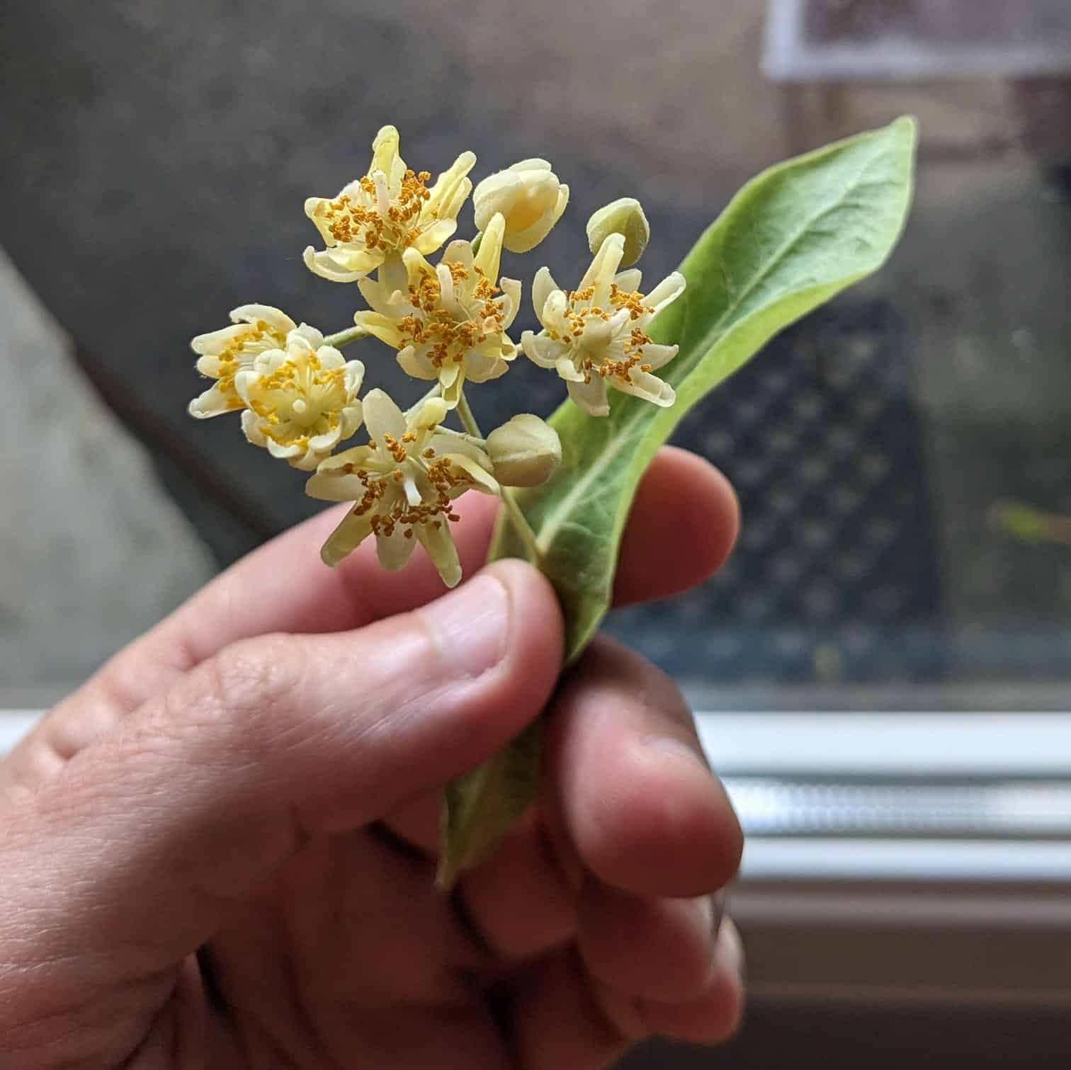 quand-recolter-fleurs-tilleul