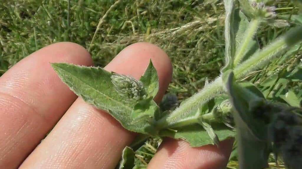 Mentha-ongifolia-menthe-sylvestre-toxique