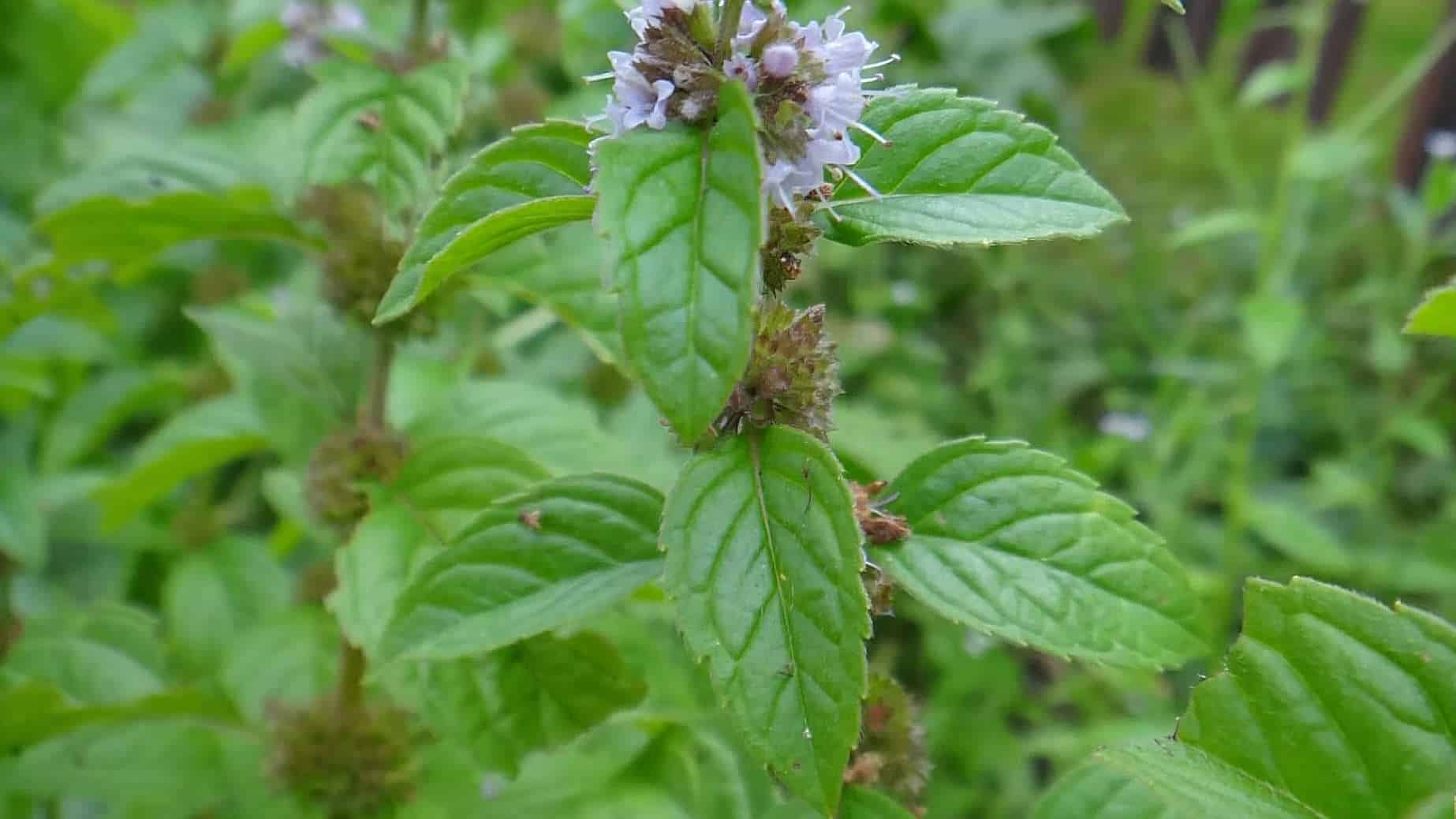 Mentha-pulegium-toxique-menthe-pouliot