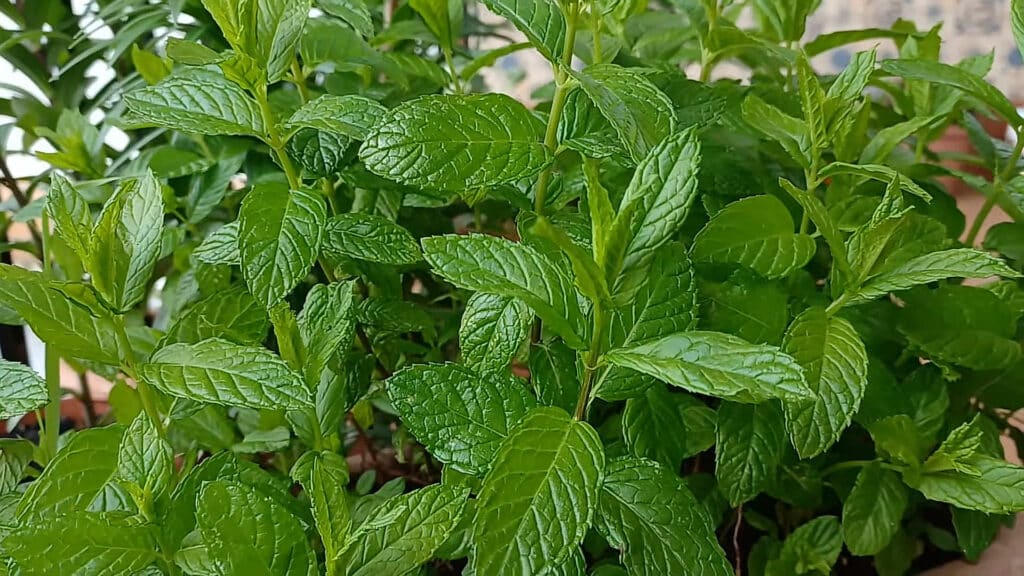 Mentha-spicata-menthe-verte-hollywood