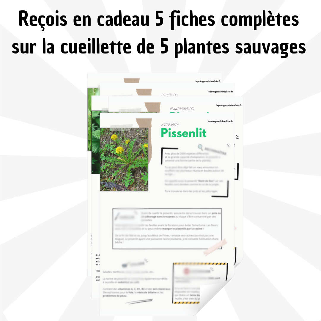 fiches-cueillette-plantes-sauvages