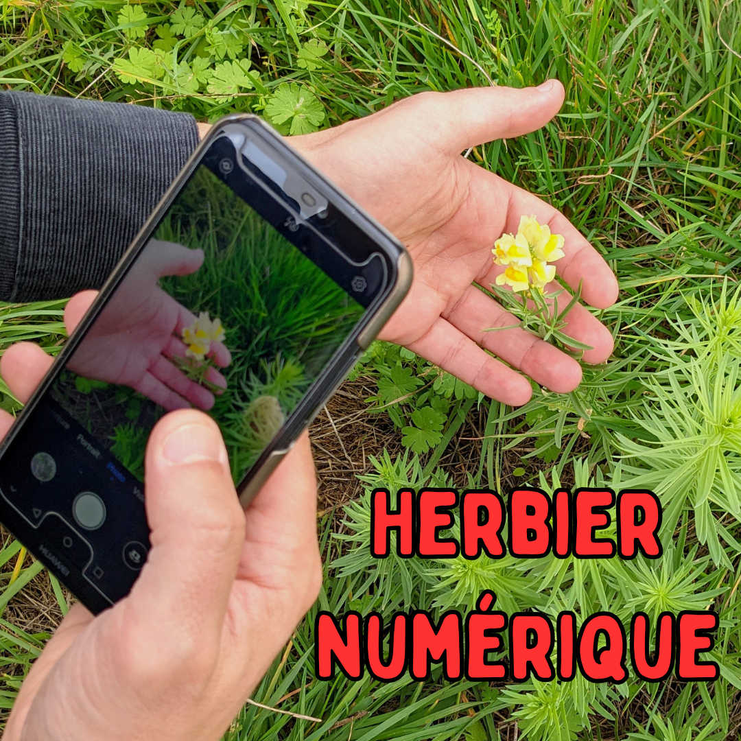 herbier-numerique-smartphone-plante-sauvage