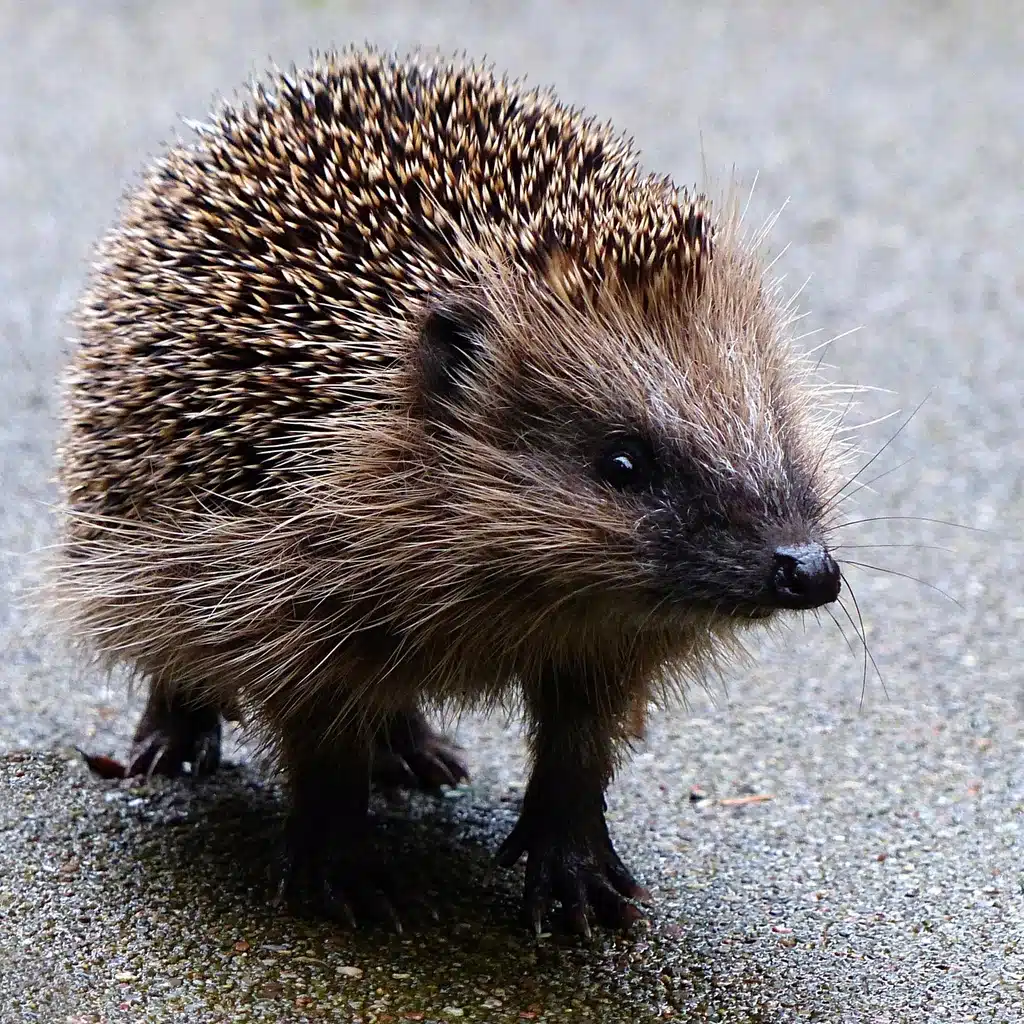 Cute hedgehog, animal image