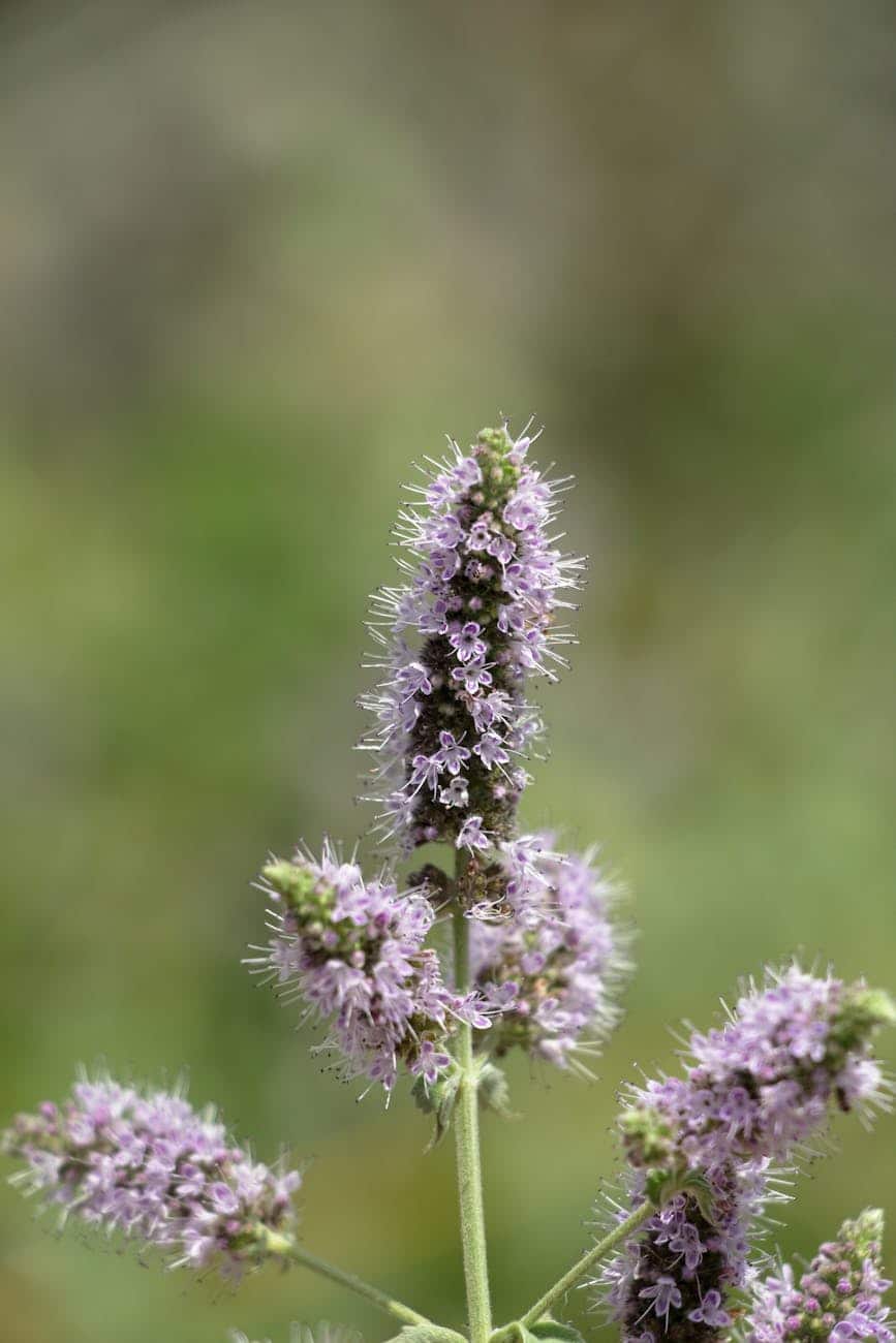 fleurs de menthe