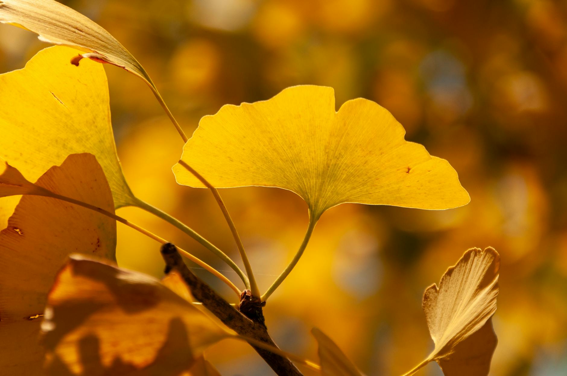 golden ginkgo leaves in autumn sunlight