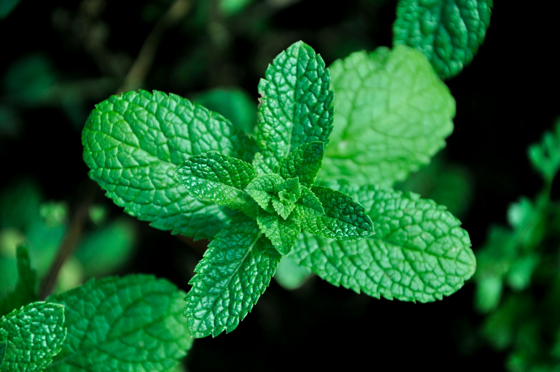 menthe à feuilles longues et étroites