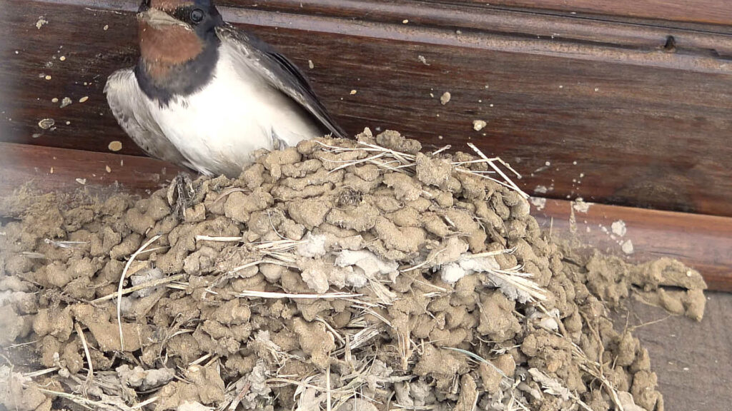 nid-hirondelle-fabrication-toiture