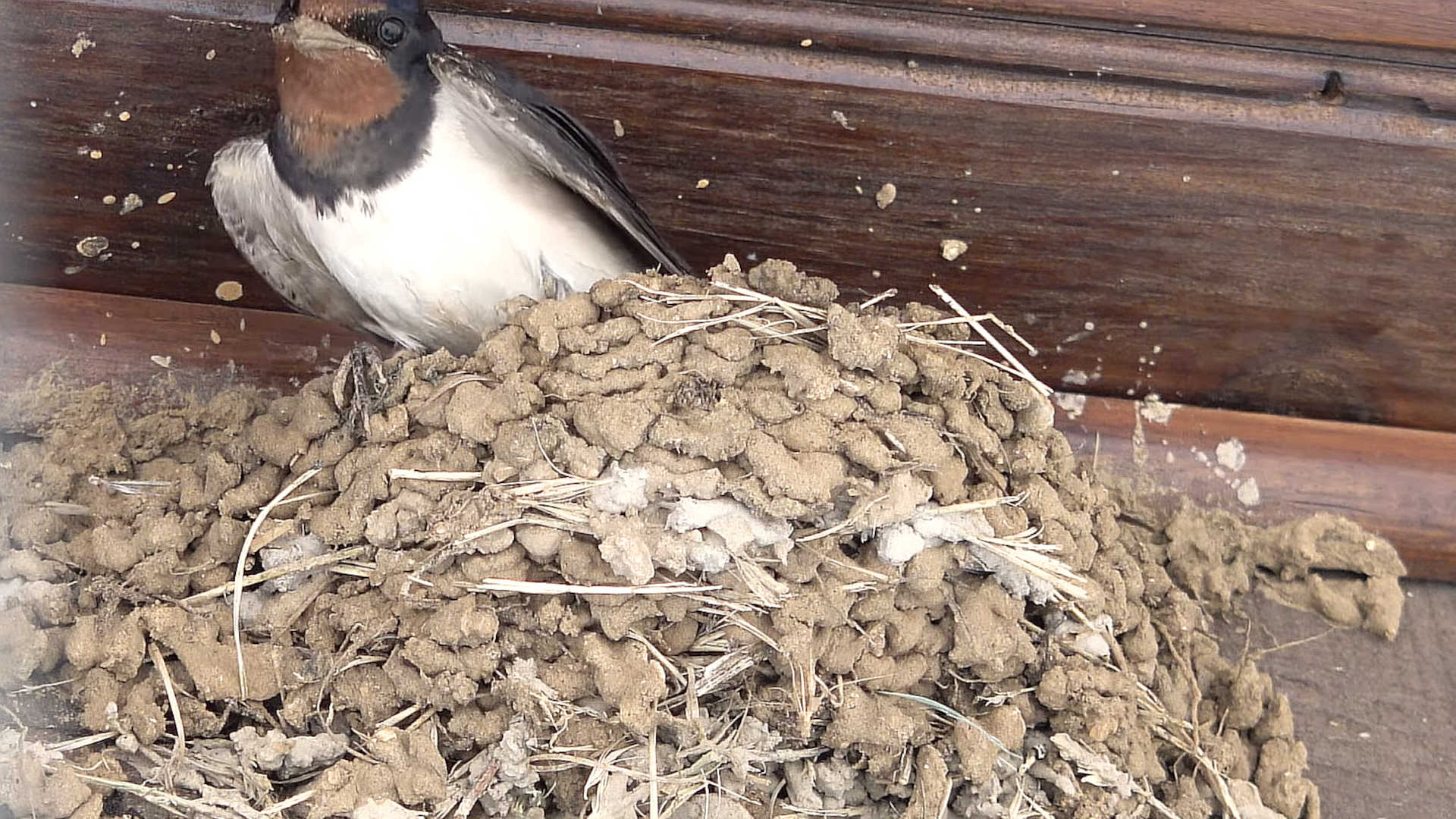 nid-hirondelle-fabrication-toiture