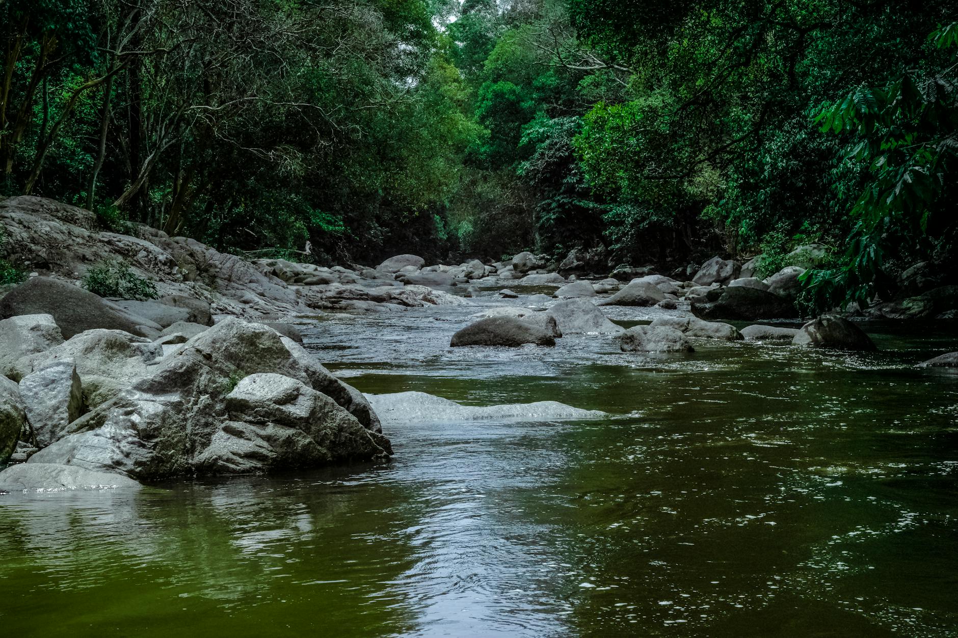 running stream surrounded with green trees