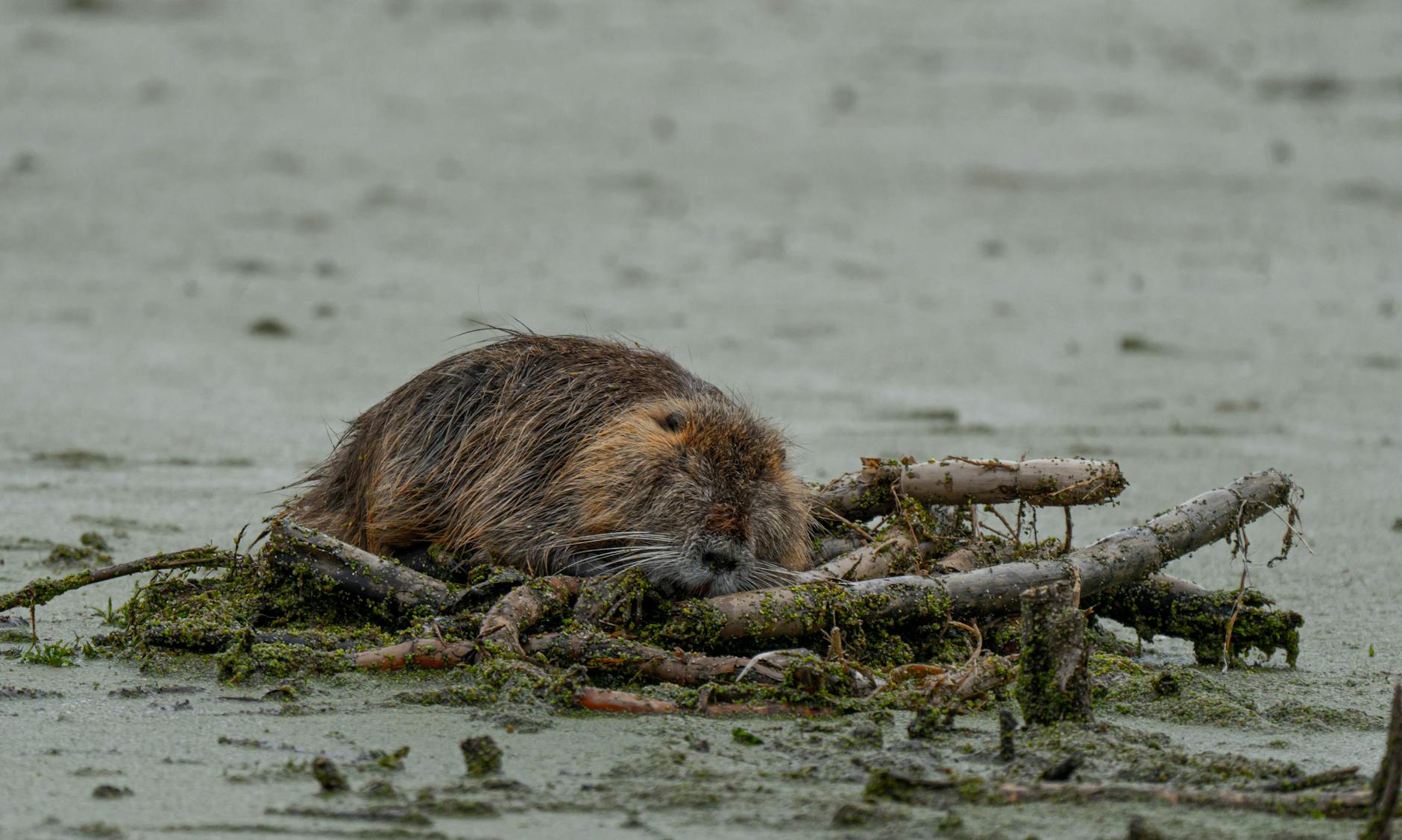 beaver on lake