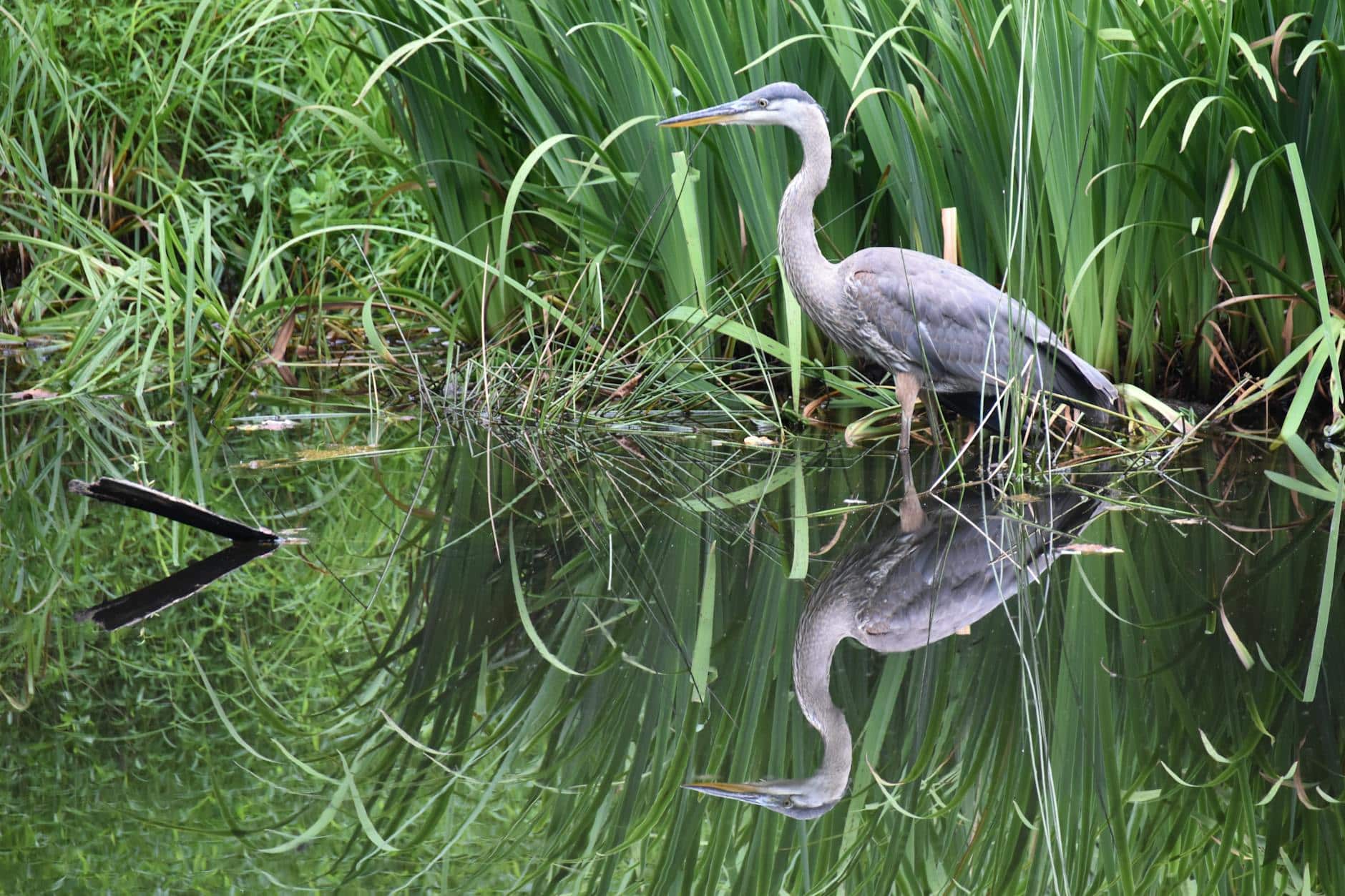 white crane bird