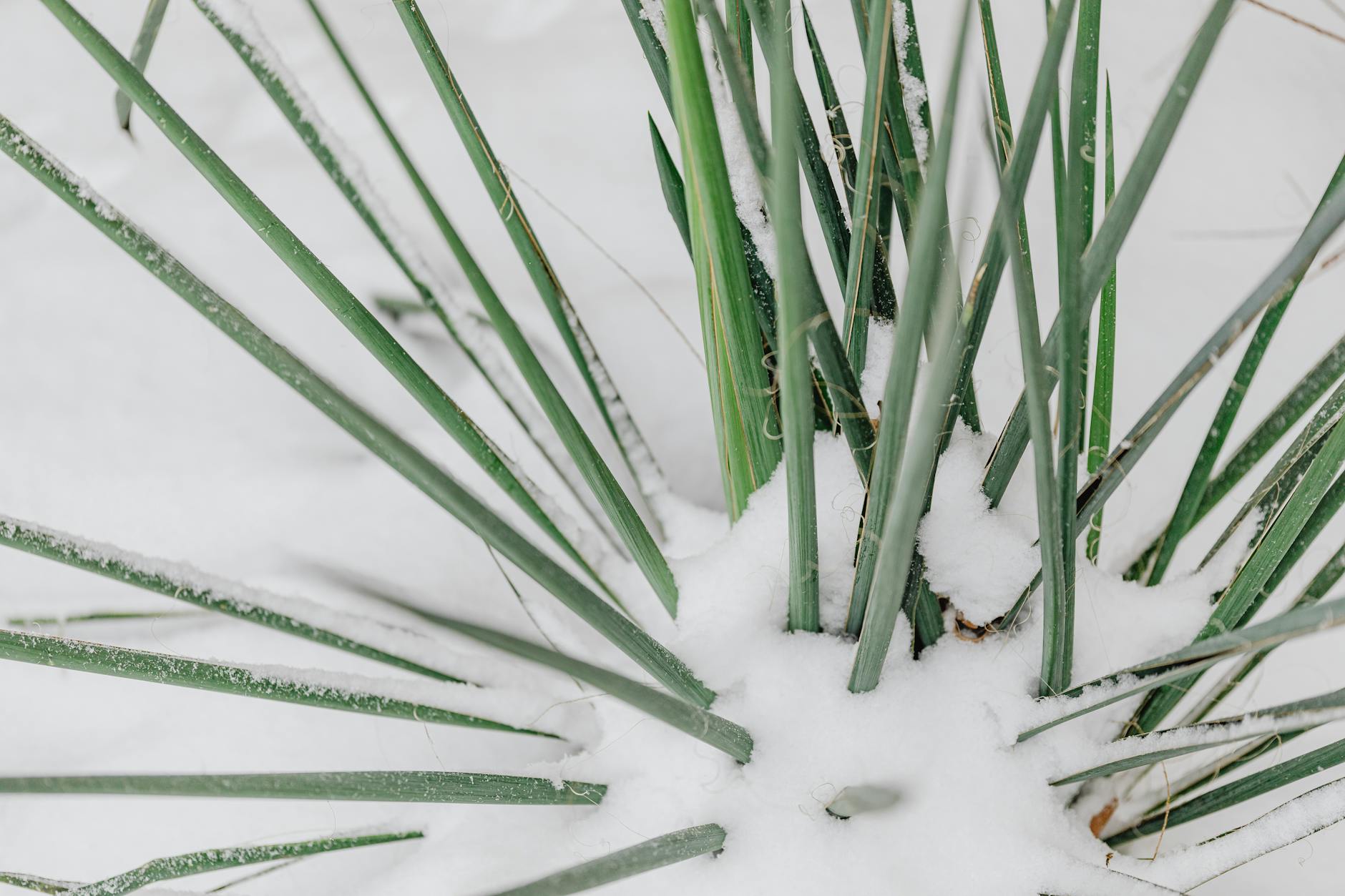 close up of an outdoor plant covered in snow