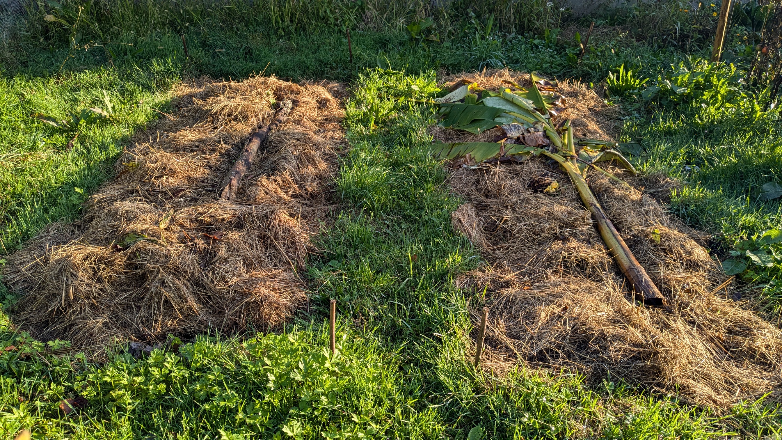 potager-jachère-hiver-paillage