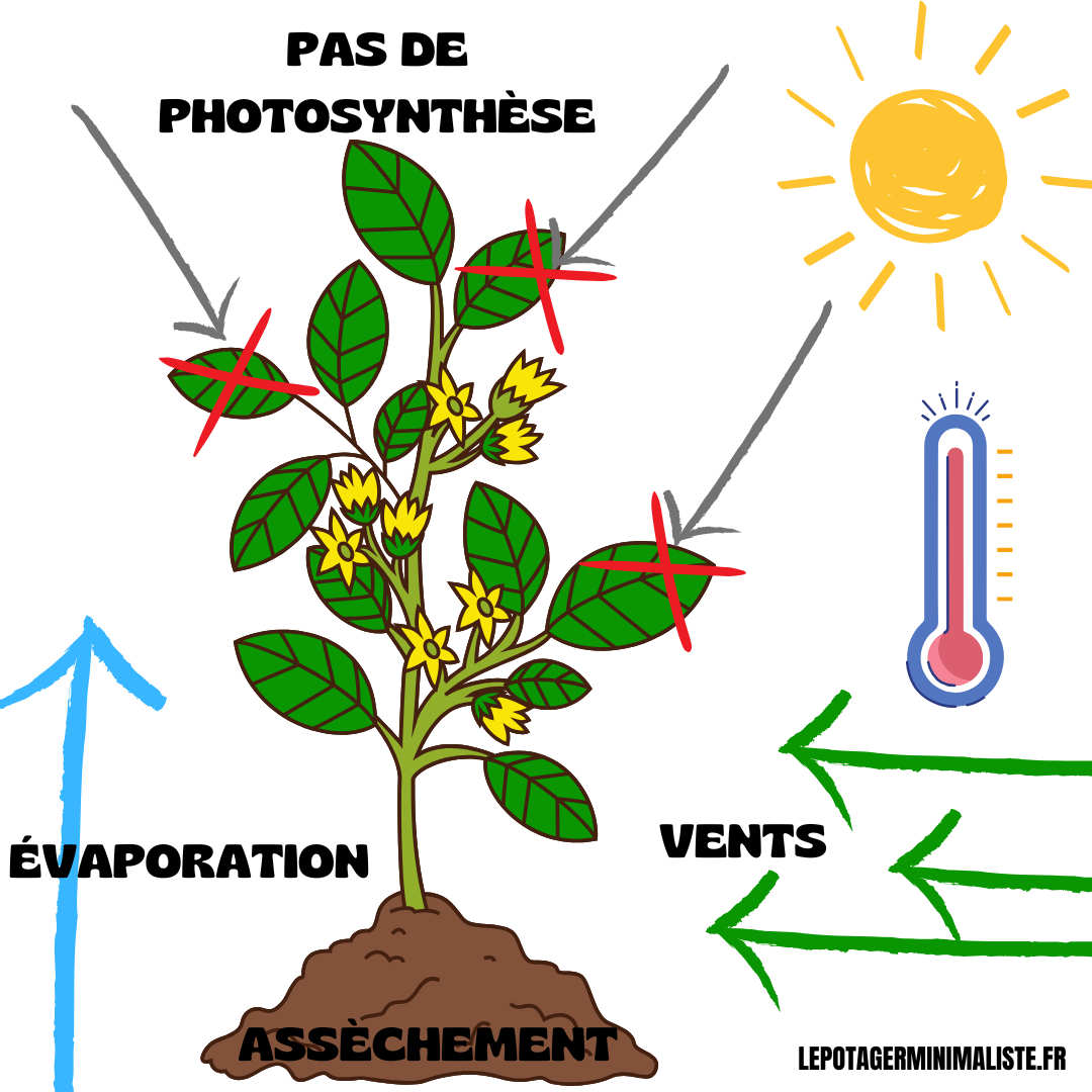 assèchement-sol-pas-de-photosynthèse