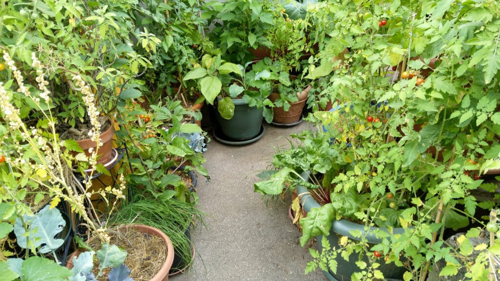 micro-jardin-permaculture-balcon