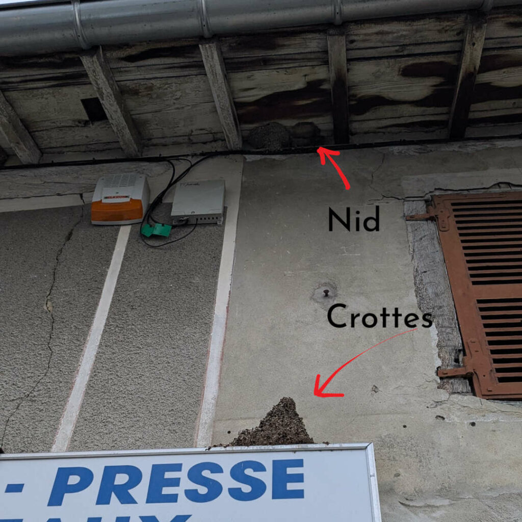 nid-hirondelle-crottes-protection