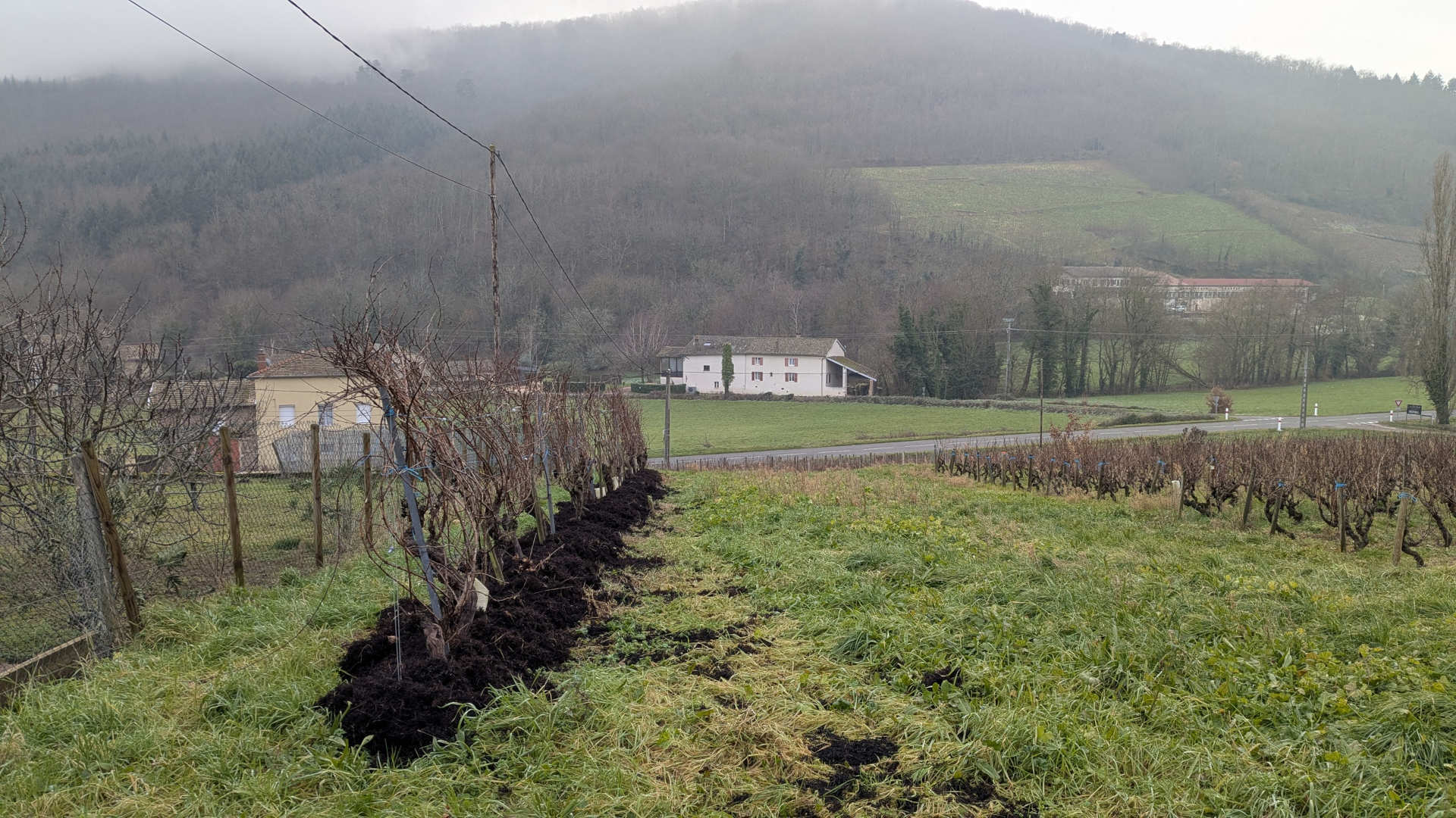 paillage-genes-vigne-beaujolais