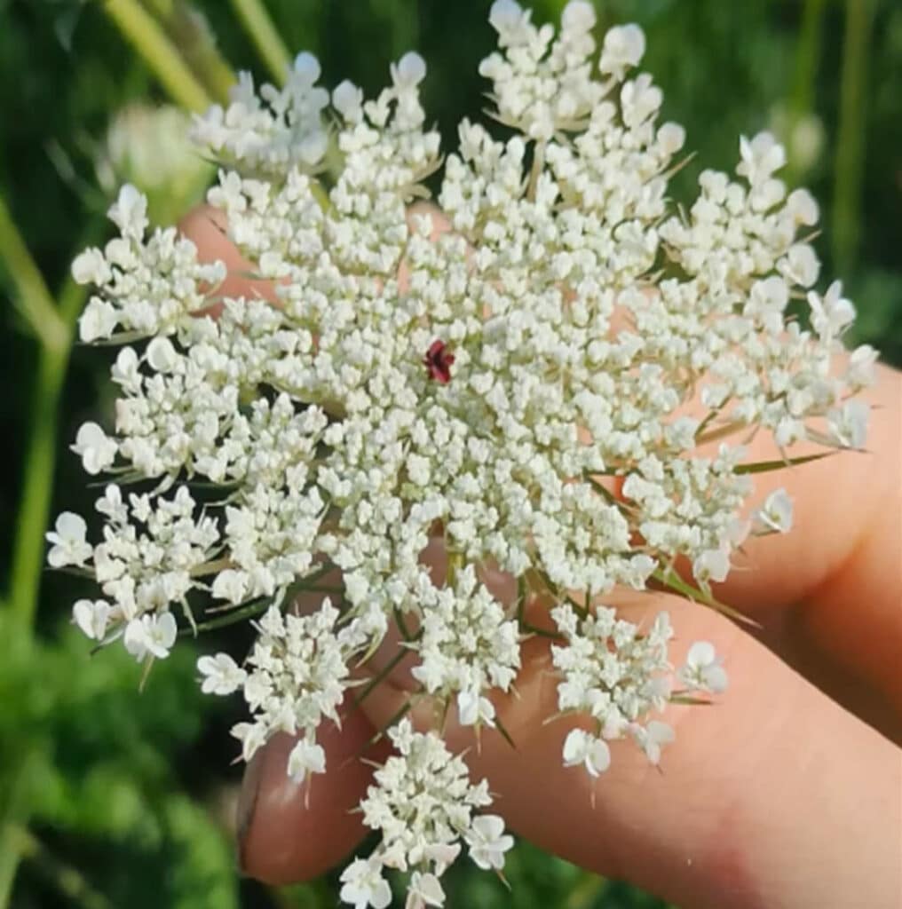 fleurs-carotte-sauvage-mouche