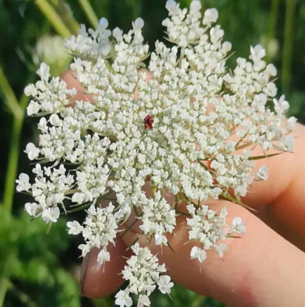 fleurs-carotte-sauvage-mouche