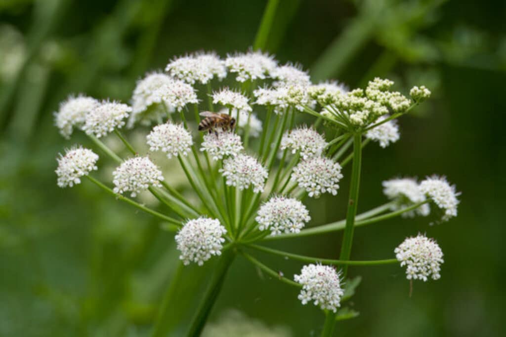 fleurs-cigue-toxique