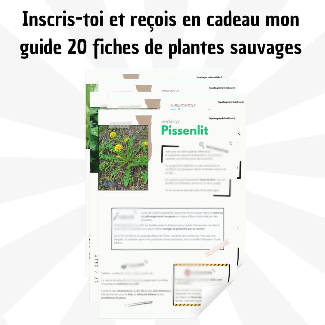 fiches-plantes-sauvages